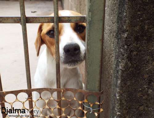 Adote um animal em São Carlos. Como realizar a adoção consciente no canil municipal.